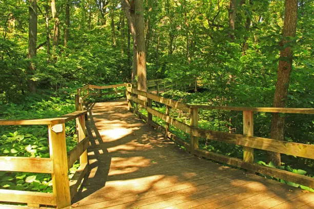 Peaceful boardwalk trail through lush trees in the Fontenelle Forest Nature Center in Bellevue, Nebraska near Omaha.