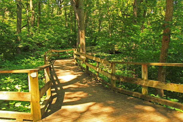 spokojny szlak promenadowy w centrum przyrody lasu fontenelle - forest preserve zdjęcia i obrazy z banku zdjęć