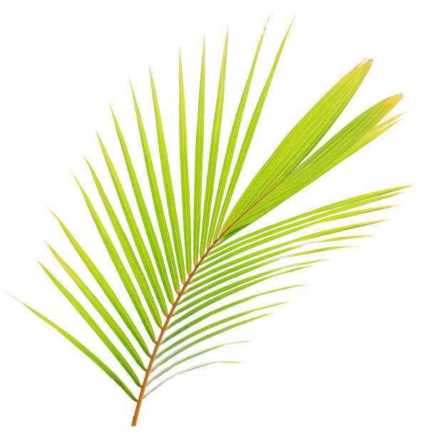 istock Green coconut leaf isolated on white background 824727142