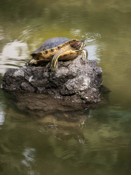 schildkröte und wassermann paludum - paludum stock-fotos und bilder