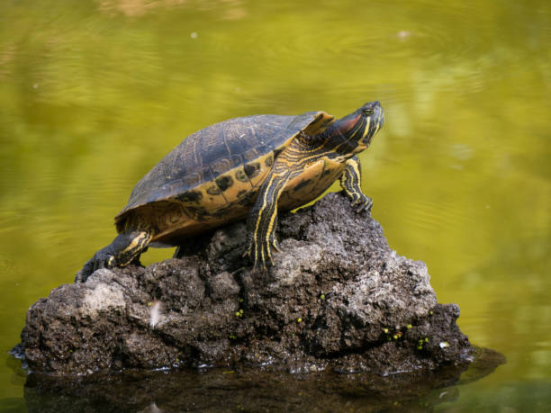 schildkröte und wassermann paludum - paludum stock-fotos und bilder