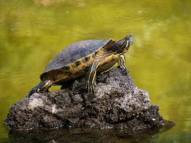 turtle and aquarius paludum - paludum imagens e fotografias de stock