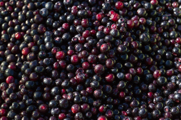 Mountain Huckleberries of Idaho 5 Huckleberries from the mountains of North Idaho picked and cleaned. Shot with a Canon 5D MK III and EF 100mm f/2.8L Macro IS USM Lens. huckleberry stock pictures, royalty-free photos & images