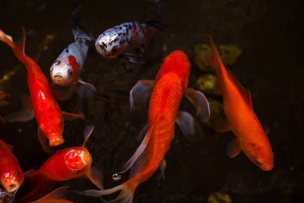 istock red carp swim in the pond 824729828
