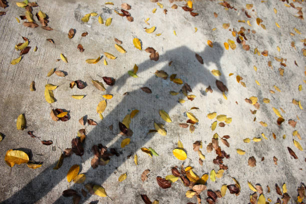 Fallen leaves on the ground with the shadow of a photographer.