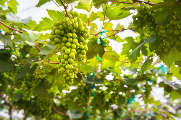 istock Fresh grapes in vineyard or grape fields , Concept of viticulture 824733058