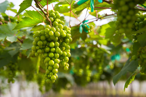 istock Fresh grapes in vineyard or grape fields , Concept of viticulture 824733168