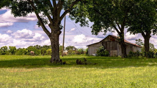 Barn in a pecan grove Barn and grazing livestock in an old pecan grove in the southern United States georgia country stock pictures, royalty-free photos & images