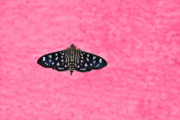Indian Grizzled Skipper butterfly (Spialia galba) in the wall.