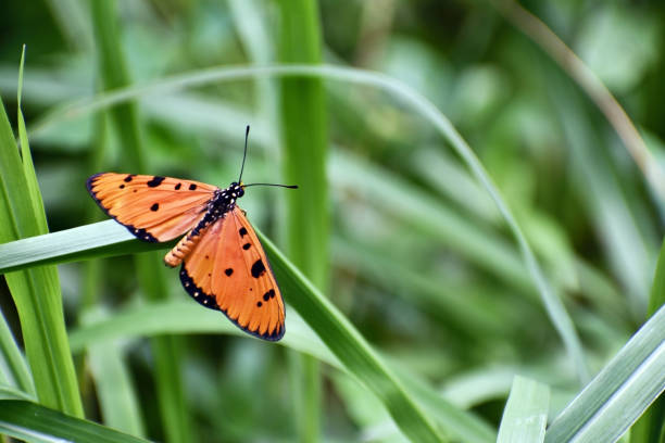 istock Tawny Coster Butterfly 824744084