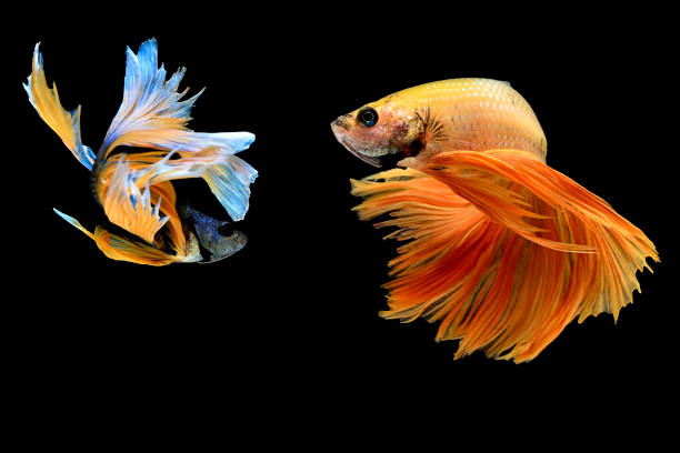 istock Betta splendens,siamese fighting fish isolated on Black background 824746764