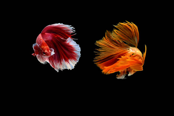 istock Betta splendens,siamese fighting fish isolated on Black background 824746768