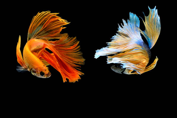 istock Betta splendens,siamese fighting fish isolated on Black background 824746772