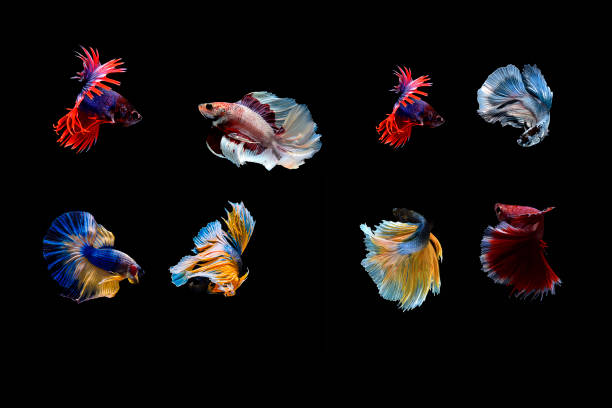 istock Betta splendens,siamese fighting fish isolated on Black background 824746774