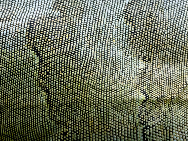 Close up of lizard skin texture