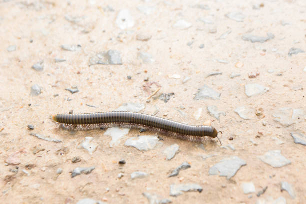millipede on the floor of the house in the rain. millipede on the floor of the house in the rain. giant african millipede stock pictures, royalty-free photos & images