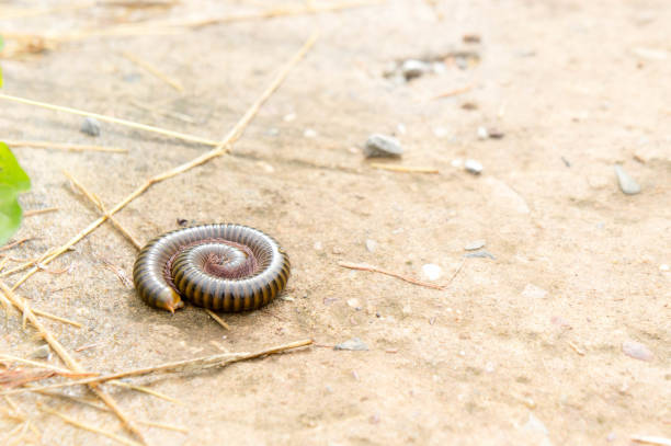 millipede on the floor of the house in the rain. Animals poisoned during the rainy season. millipede on the floor of the house in the rain. giant african millipede stock pictures, royalty-free photos & images