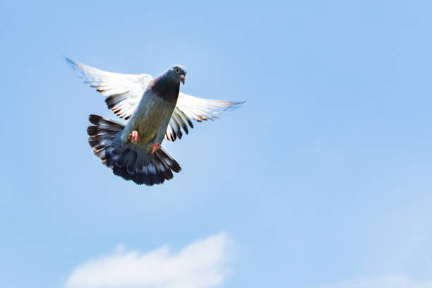 A beautiful colorful pigeon flying with its wings outstretched in the blue sky