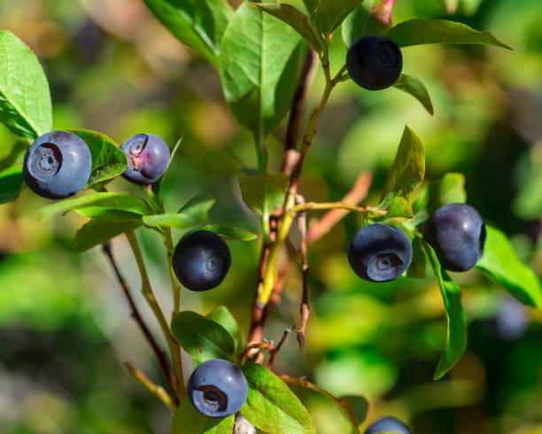 istock Vibrant North Idaho Huckleberry 15 824754128