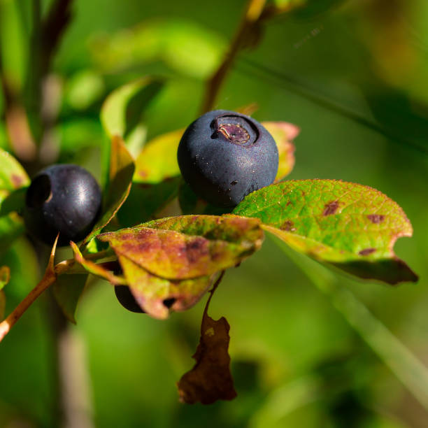 istock Vibrant North Idaho Huckleberry 20 824754228