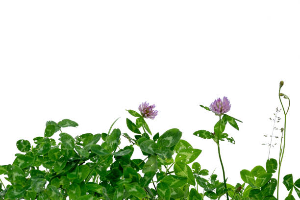 green gnawed clover isolated on white background with copy space
