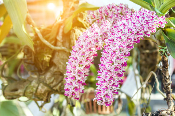 Orchid flower in garden at winter, spring for postcard, beauty and agriculture idea concept design. Orchids are export business products of Thailand that make a lot of money. Rhynchostylis gigantea. Orchid flower in garden at winter, spring for postcard, beauty and agriculture idea concept design. Orchids are export business products of Thailand that make a lot of money. Rhynchostylis gigantea. rhynchostylis gigantea orchid stock pictures, royalty-free photos & images