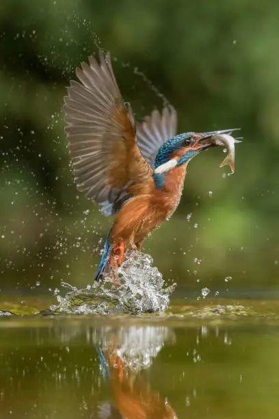 Kingfisher diving in Suffolk, England.