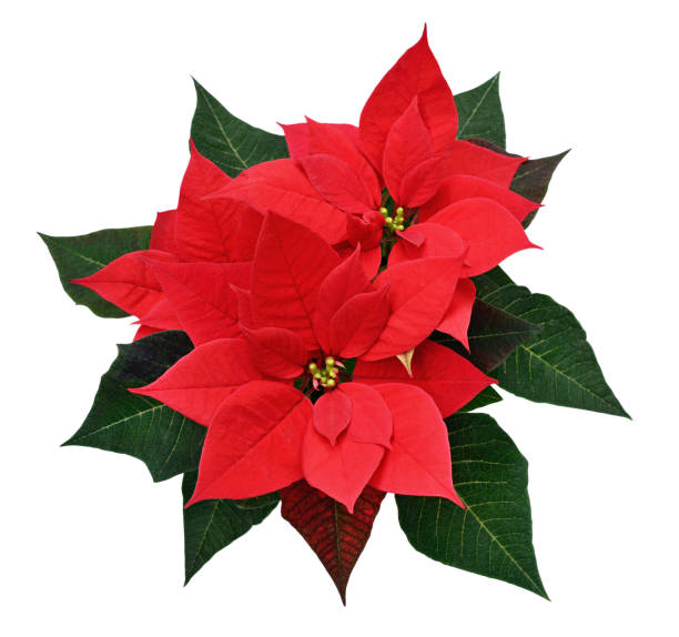 istock Red Christmas poinsettia flowers 824759958