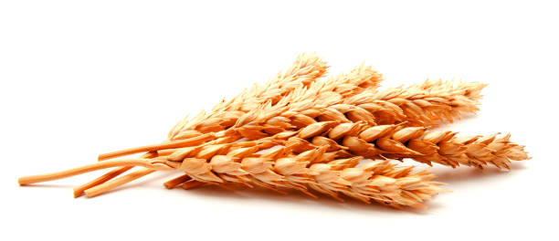 istock Wheat ears and seed isolated on a white background 824763734