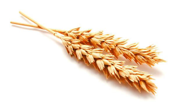 istock Wheat ears and seed isolated on a white background 824763750