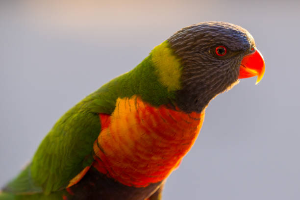 istock Happy multi-coloured rainbow lorikeet parrot stands in the afternoon sun 824766188