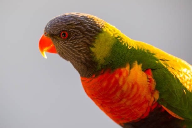 The Rainbow lorikeet is one of the most rambunctious and friendly birds found in Australian backyards. This one is hanging out on a high perch in the afternoon looking for some food