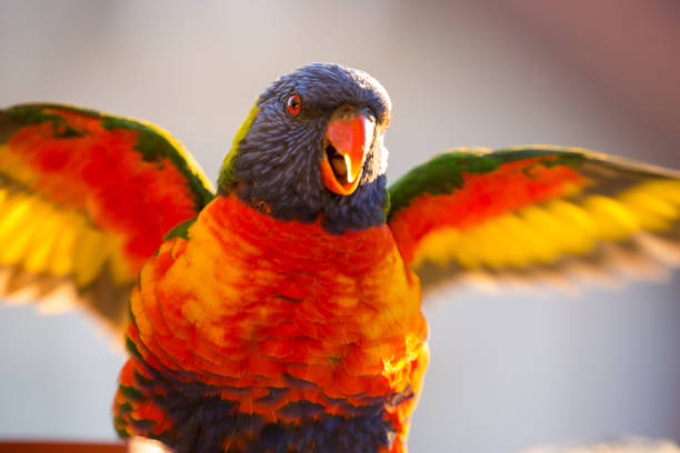 istock Happy multi-coloured rainbow lorikeet parrot stands in the afternoon sun flapping its wings 824766236