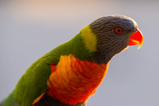 istock Happy multi-coloured rainbow lorikeet parrot stands in the afternoon sun 824766312