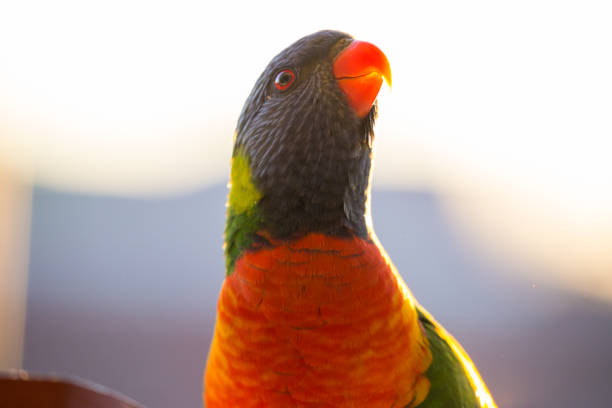 istock Happy multi-coloured rainbow lorikeet parrot stands in the afternoon sun 824766372