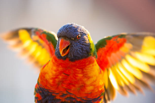 Happy multi-coloured rainbow lorikeet parrot stands in the afternoon sun flapping its wings