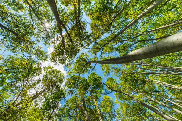 istock summer forest from low angle view - vivid green rich, lush foliage 824766602