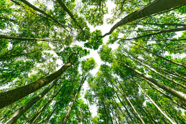 summer forest from low angle view - vivid green rich, lush foliage against the sun