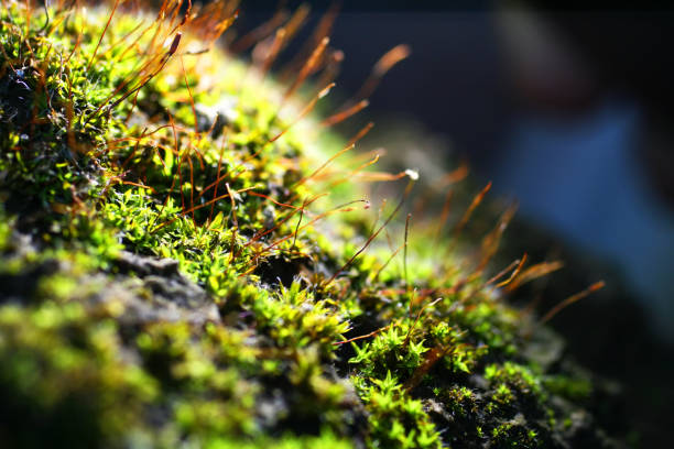 istock Moss macro. Miniature plants with spores on the surface 824767286