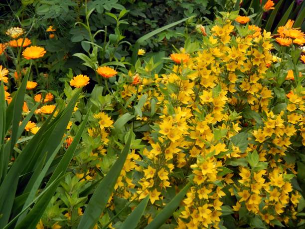 istock Yellow flowers in the garden 824773624