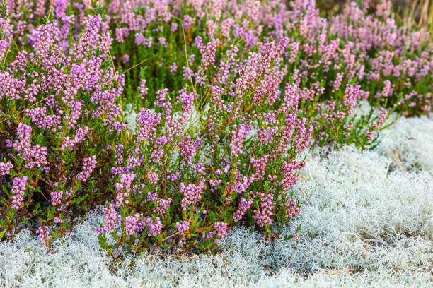 kwitnące kwiaty wrzosu w porostach calluna - heather wildflower low angle view flower head zdjęcia i obrazy z banku zdjęć