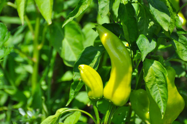 istock Young green peppers growing on a branch in garden. 824773782
