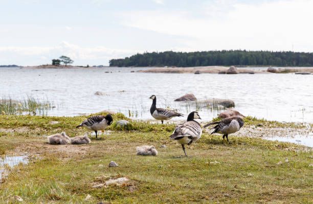istock Many barnacle goose birds at sea coast 824773846