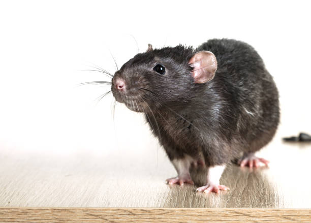 istock Animal gray rat close-up 824773976