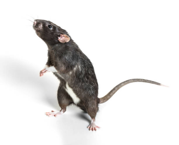 istock Animal gray rat close-up 824776658