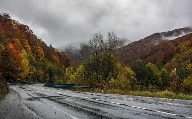 istock trees near the road in mountains 824777998