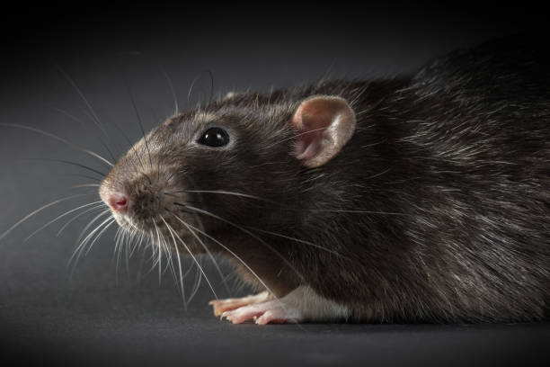 istock Animal gray rat close-up 824778714