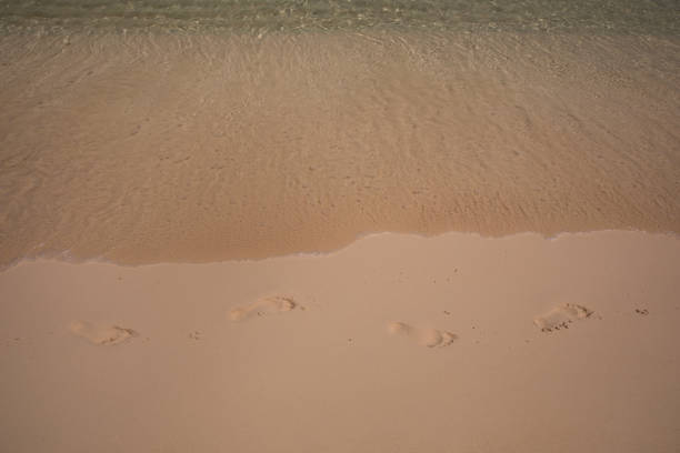 A set of three black bear tracks leads from left to right in the frame in a horizontal composition.  Image color is sand.  Captured along the shore of Kluane Lake, Yukon.