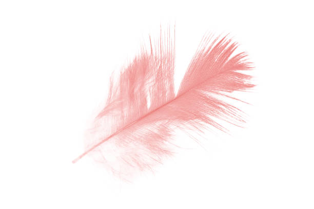 istock coral pink feather on white background 824782060
