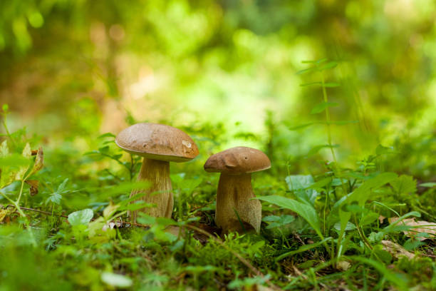 istock Two boletus mushrooms growing in the green forest 824782242